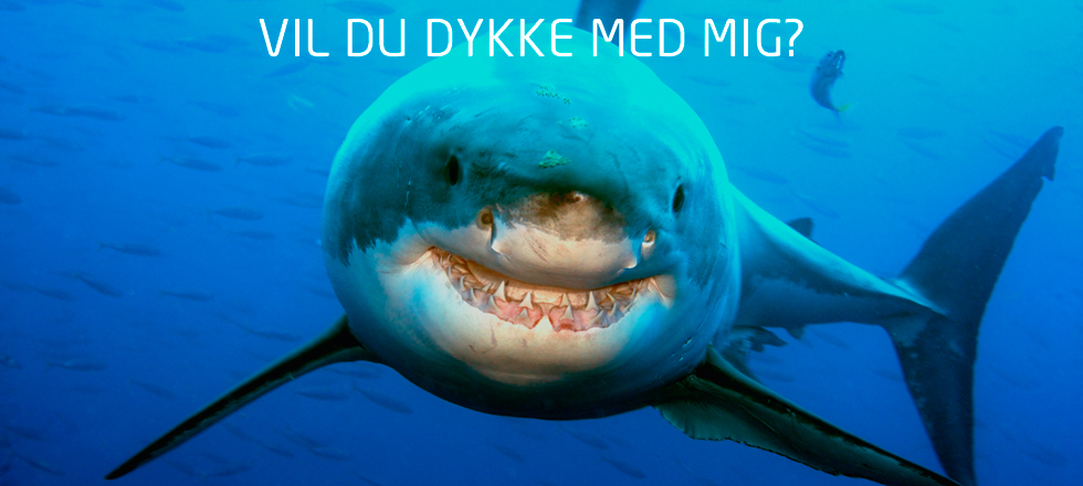 Dyk i Kattegatcenterets Oceanarie / Tropiske haj tank Big Shark Dive